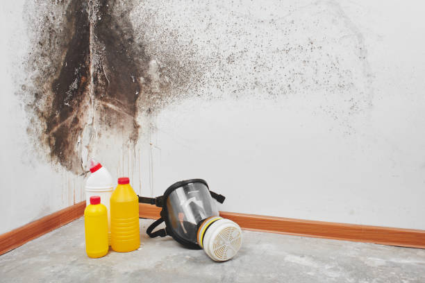Best Residential Mold Removal  in East Pasadena, CA