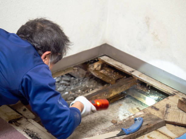 Best Professional Mold Removal  in East Pasadena, CA