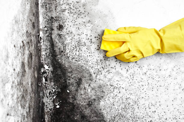 Mold Removal and Inspection in East Pasadena, CA