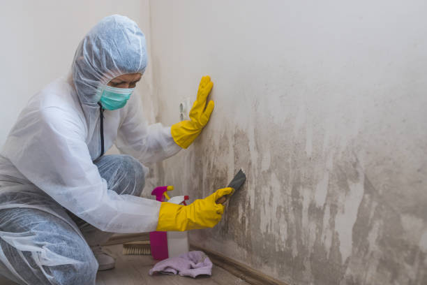 Office Mold Removal Services in East Pasadena, CA