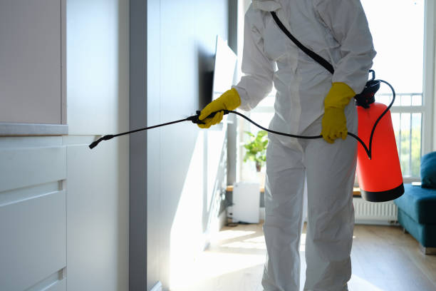 Best Local Mold Removal Service  in East Pasadena, CA
