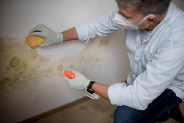 Best Professional Mold Removal  in East Pasadena, CA