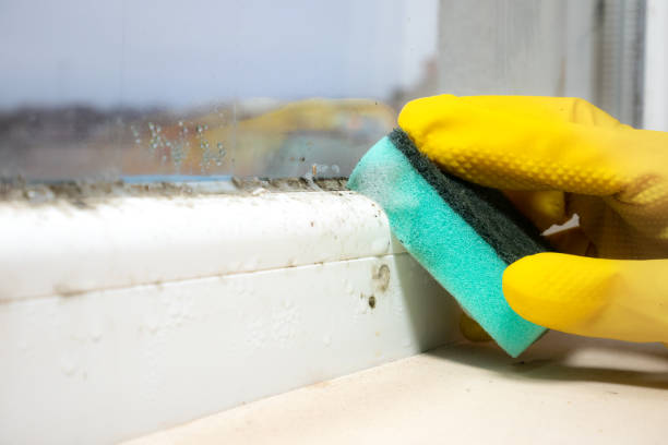 Reliable East Pasadena, CA Mold Removal Solutions