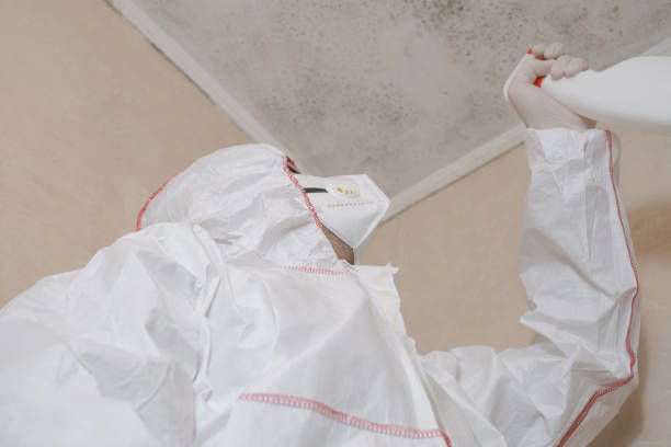 Best Attic Mold Removal  in East Pasadena, CA