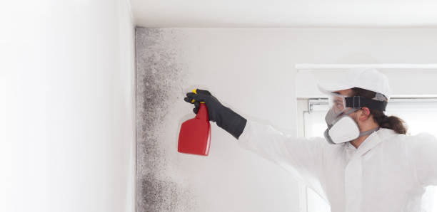 Best Emergency Mold Removal  in East Pasadena, CA