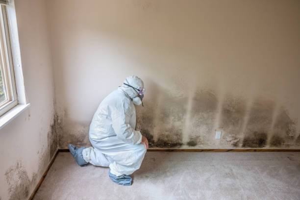Home Mold Removal in East Pasadena, CA