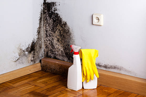 Best Attic Mold Removal  in East Pasadena, CA
