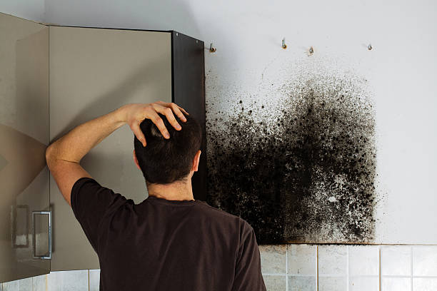 Best Fast Mold Removal  in East Pasadena, CA