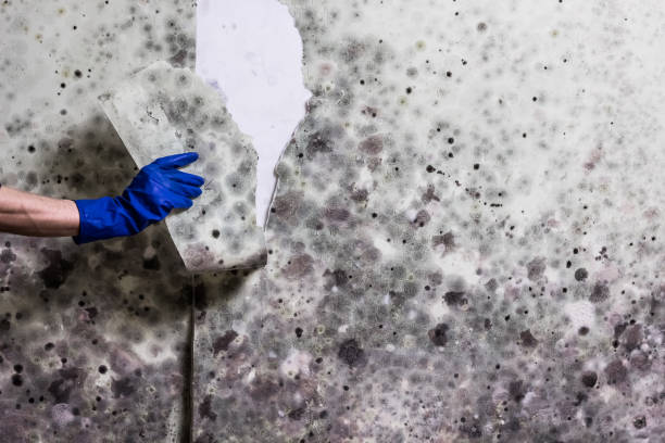 Attic Mold Removal in East Pasadena, CA