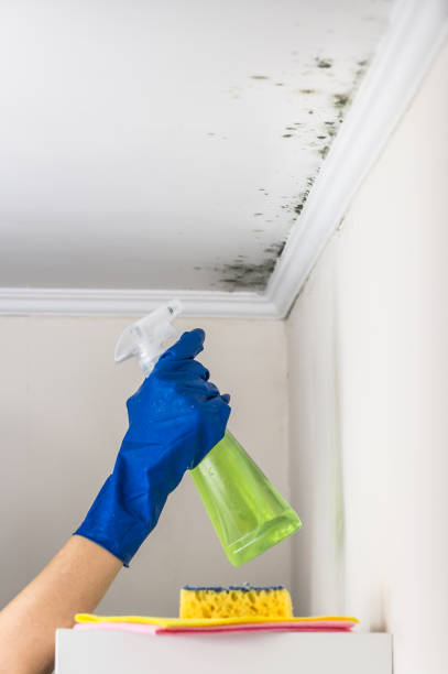 Best Same-Day Mold Removal  in East Pasadena, CA