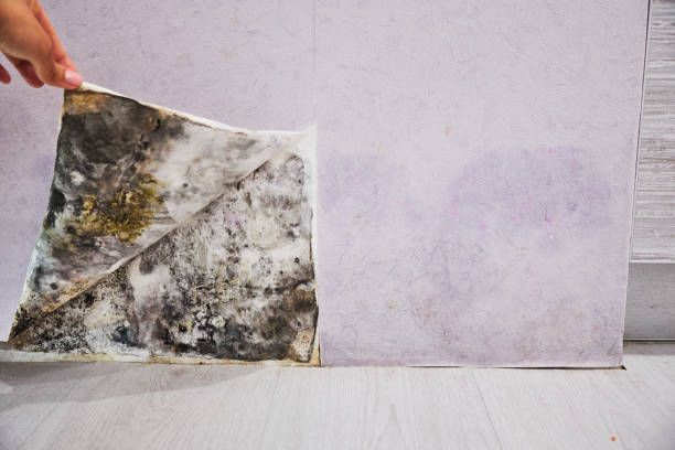 Best Mold Damage Repair  in East Pasadena, CA